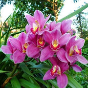 Nema Cymbidium Orchid Seeds
