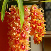 Orange Cymbidium Orchid Seeds