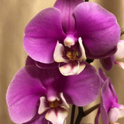 Purple Cymbidium Orchid Seeds