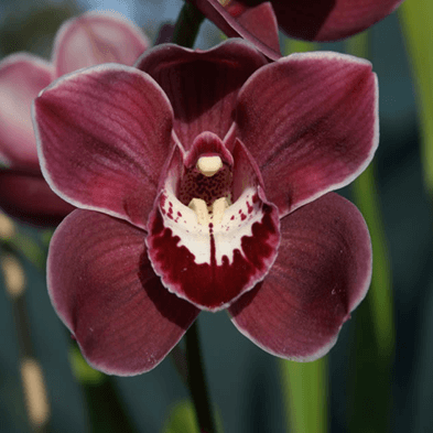 Rare Cymbidium Orchid Seeds