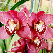 Standard Cymbidium Orchid Seeds