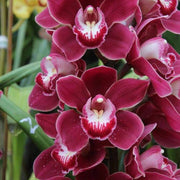 Standard Cymbidium Orchid Seeds
