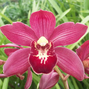Boat Orchid Cymbidium Seeds
