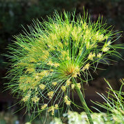 Cyperus Papyrus Seeds