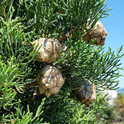Mediterranean Cypress Seeds, Herbal