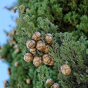 Mediterranean Cypress Seeds, Herbal