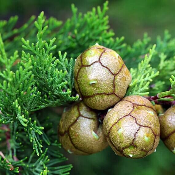 Mediterranean Cypress Seeds, Herbal