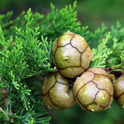 Mediterranean Cypress Seeds, Herbal