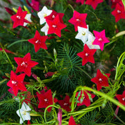 Climbing Scarlet Cypress Vine Seeds