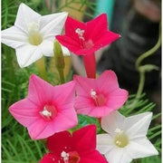 Climbing Scarlet Cypress Vine Seeds