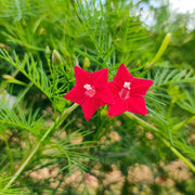 Ipomea Quamoclit Cypress Vine Seeds
