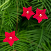 Ipomea Quamoclit Cypress Vine Seeds