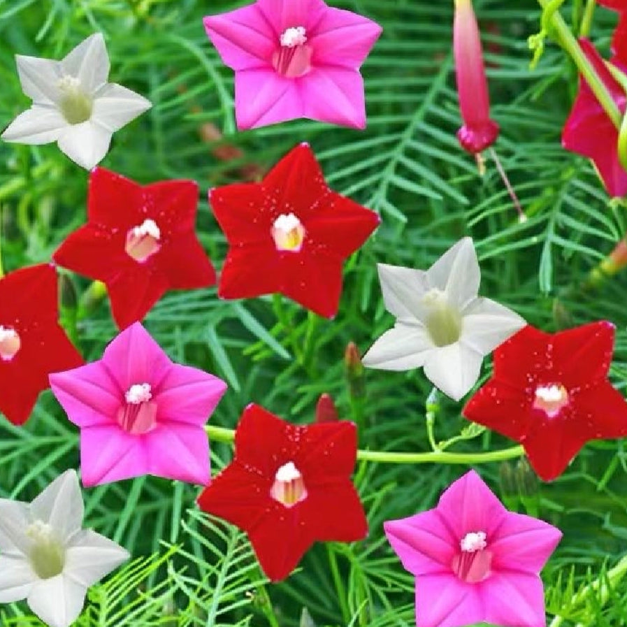 Climbing Scarlet Cypress Vine Seeds