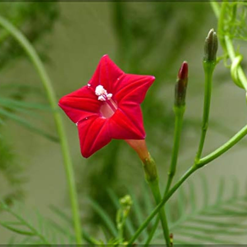 Ipomea Quamoclit Cypress Vine Seeds