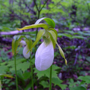 Cypripedium acaule White Lady's Slipper Seeds - Flower Plant