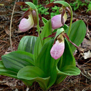 Cypripedium acaule White Lady's Slipper Seeds - Flower Plant