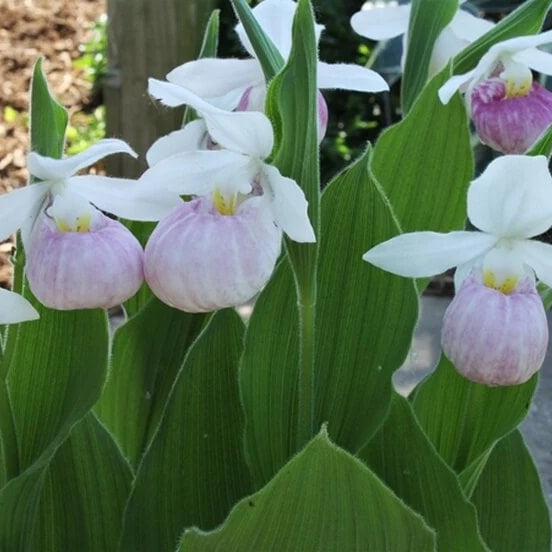 Cypripedium acaule White Lady's Slipper Seeds - Flower Plant