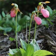 Cypripedium acaule White Lady's Slipper Seeds - Flower Plant