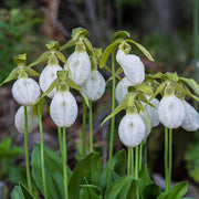 Cypripedium acaule White Lady's Slipper Seeds - Flower Plant