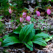Cypripedium acaule White Lady's Slipper Seeds - Flower Plant