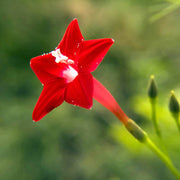Ipomea Quamoclit Cypress Vine Seeds
