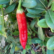 Red Wax Pepper Seeds