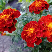 Red Crimson Marigold Seeds