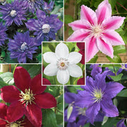 Mixed Clematis Seeds