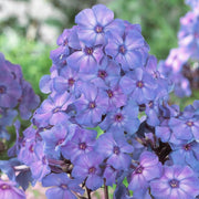 Phlox Seeds - for Home Gardens Seeds