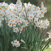 Wildflower Mix Narcissus Tazetta Seeds