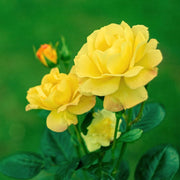 Bright Yellow Rose Seeds