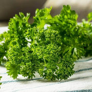 Laika Parsley Seeds