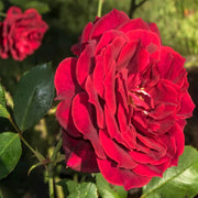 Don Juan Climbing Rose Seeds