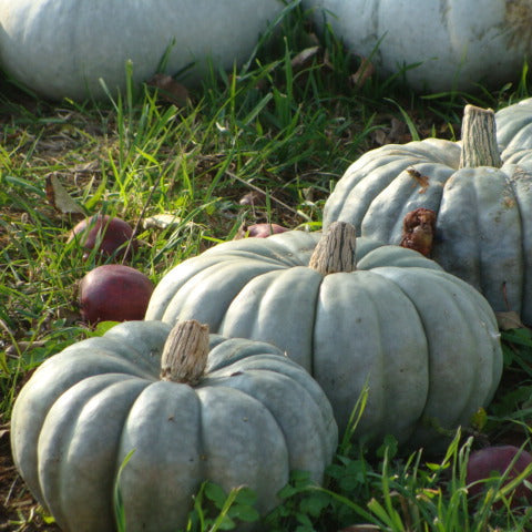 Jarrahdale Pumpkin Seeds