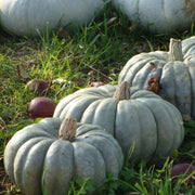 Jarrahdale Pumpkin Seeds
