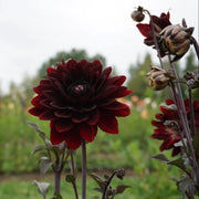 Karma Choc Dahlia Seeds