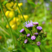 Blue Mist Hardy Ageratum Seeds