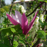 Liliiflora Magnolia Seeds