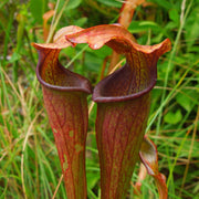 Sweet Pitcher Seeds