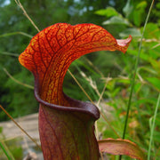 Sweet Pitcher Seeds