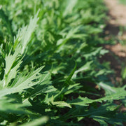 Baby Leaf Seeds, Herbal