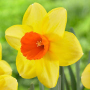 Univalve Yellow Daffodil Seeds