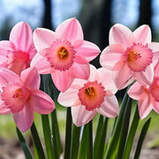 Baby Pink Daffodil Seeds
