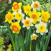 Mixed Daffodil Seeds
