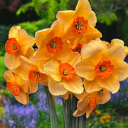 Orange Daffodil Seeds