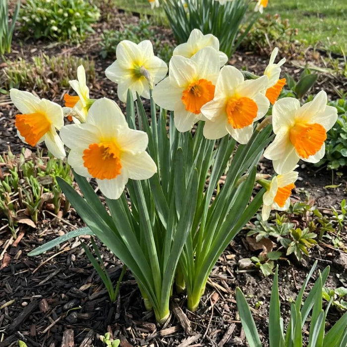 Daffodil Orange & White seeds - Flower Plant