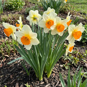 Daffodil Orange & White seeds - Flower Plant