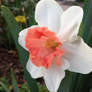 Daffodil Orange & White seeds - Flower Plant