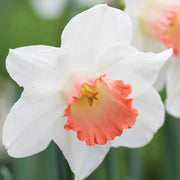Daffodil Orange & White seeds - Flower Plant