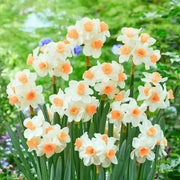 Peach Daffodil Seeds